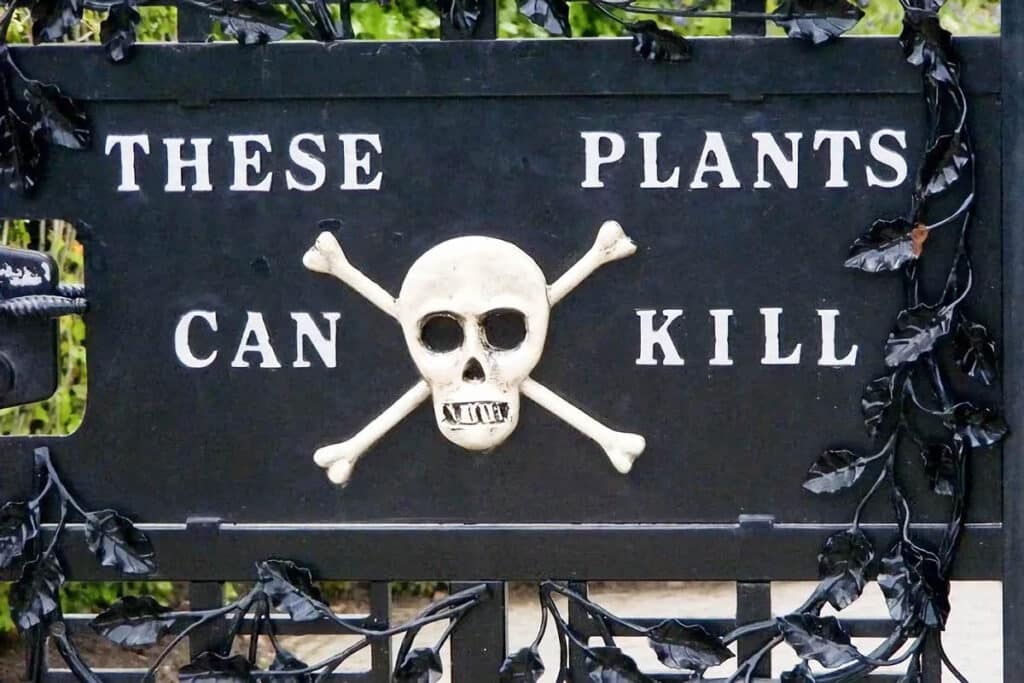 plantes tueuses
