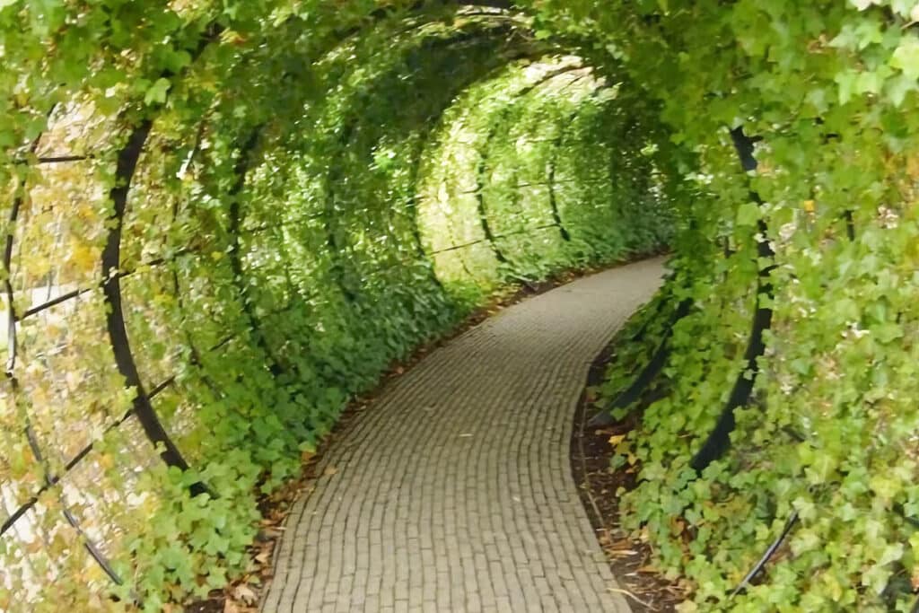 tunnel de plantes