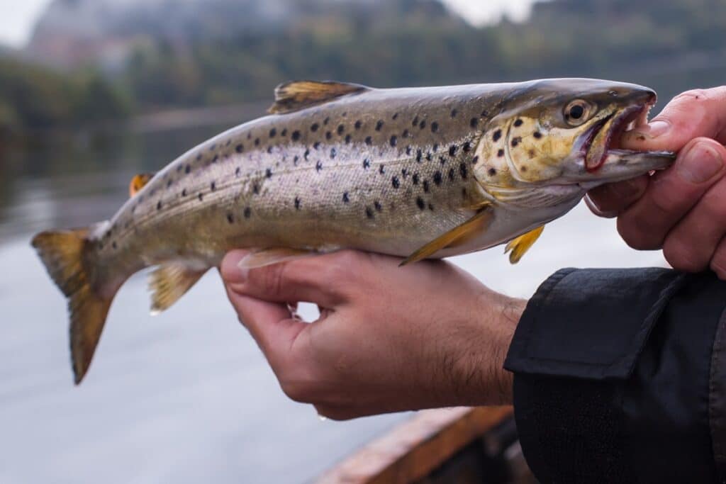 poisson fraichement pêché