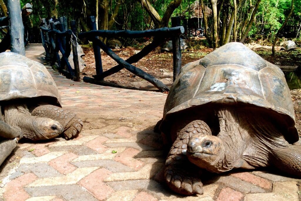 tortues géantes sur Prison Island