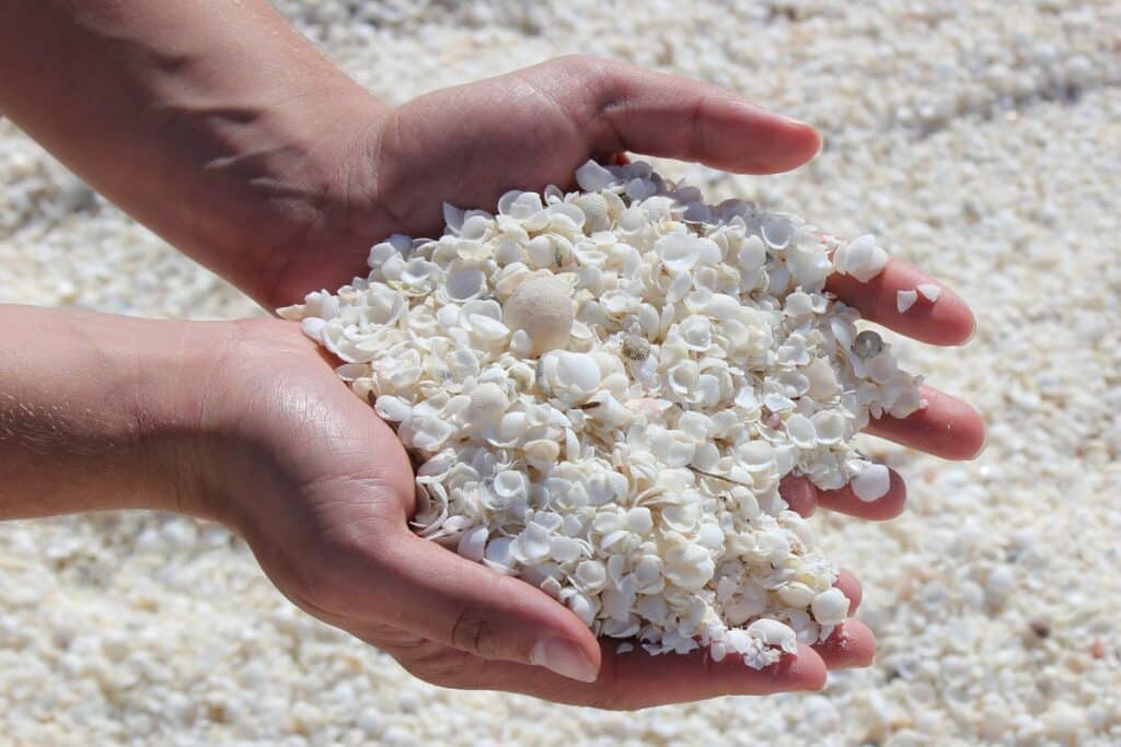 sable de coquillages