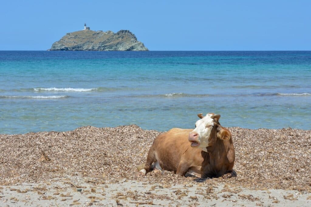 vache sur la plage de Barcaggio