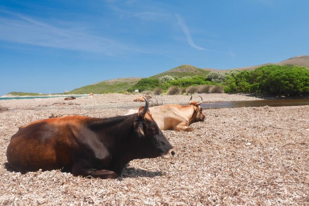 vaches sur la plage de Barcaggio