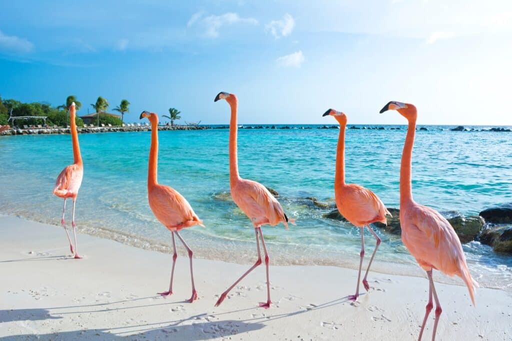 Flamingo beach à Aruba