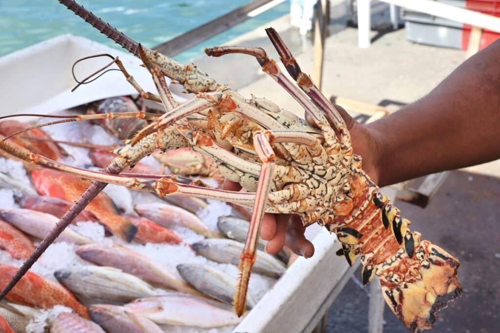 stand de fruits de mer frais en Guadeloupe