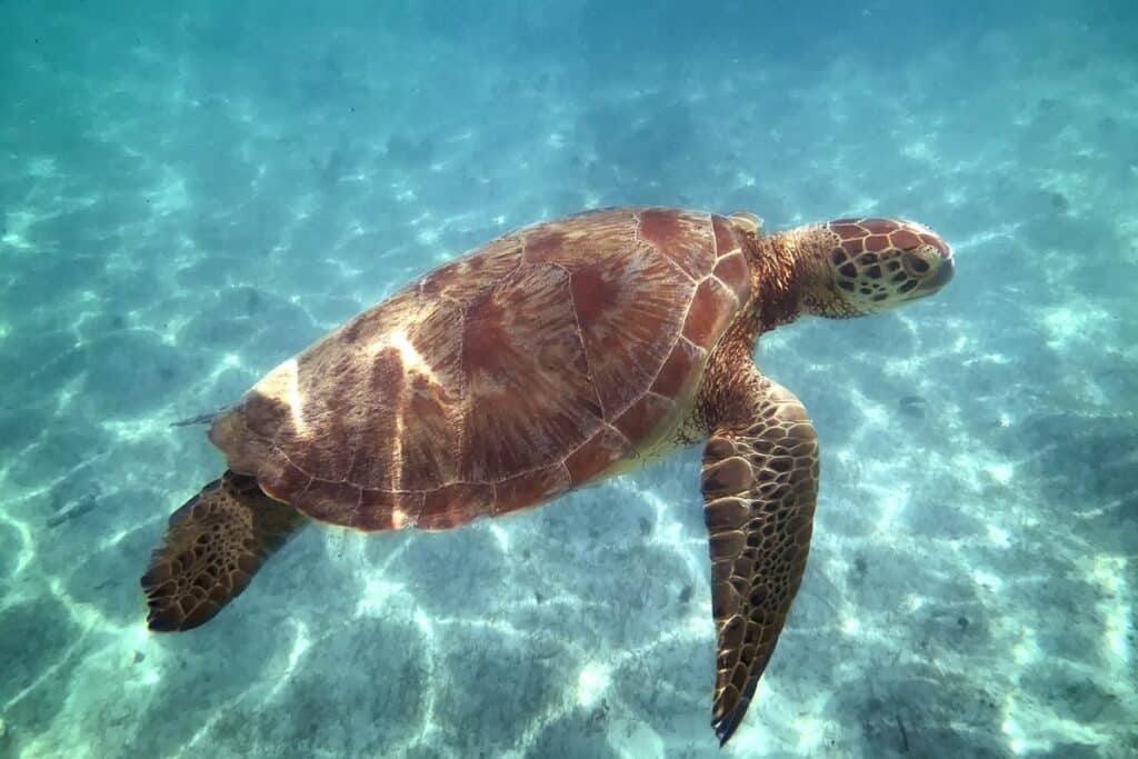 tortue à Petite Terre