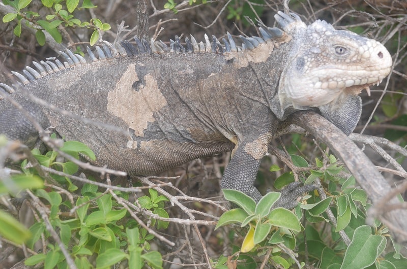 iguane des petites antilles