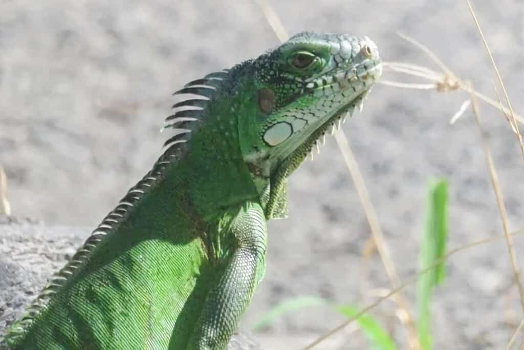 iguane de Guadeloupe