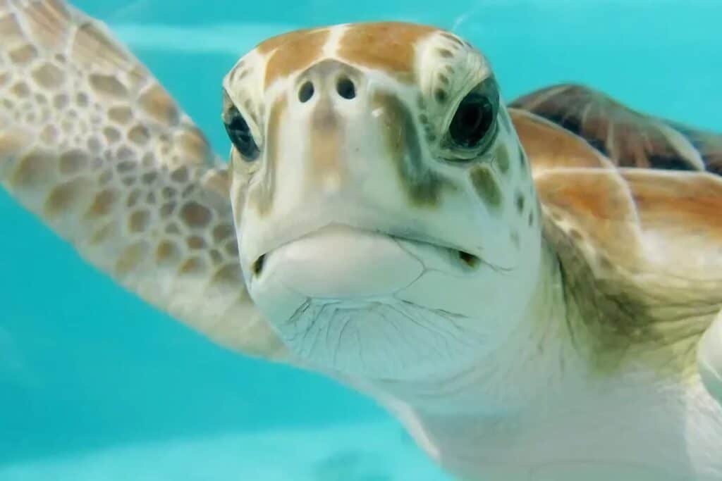 Où nager avec des tortues dans les Caraïbes
