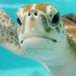 Où nager avec des tortues dans les Caraïbes