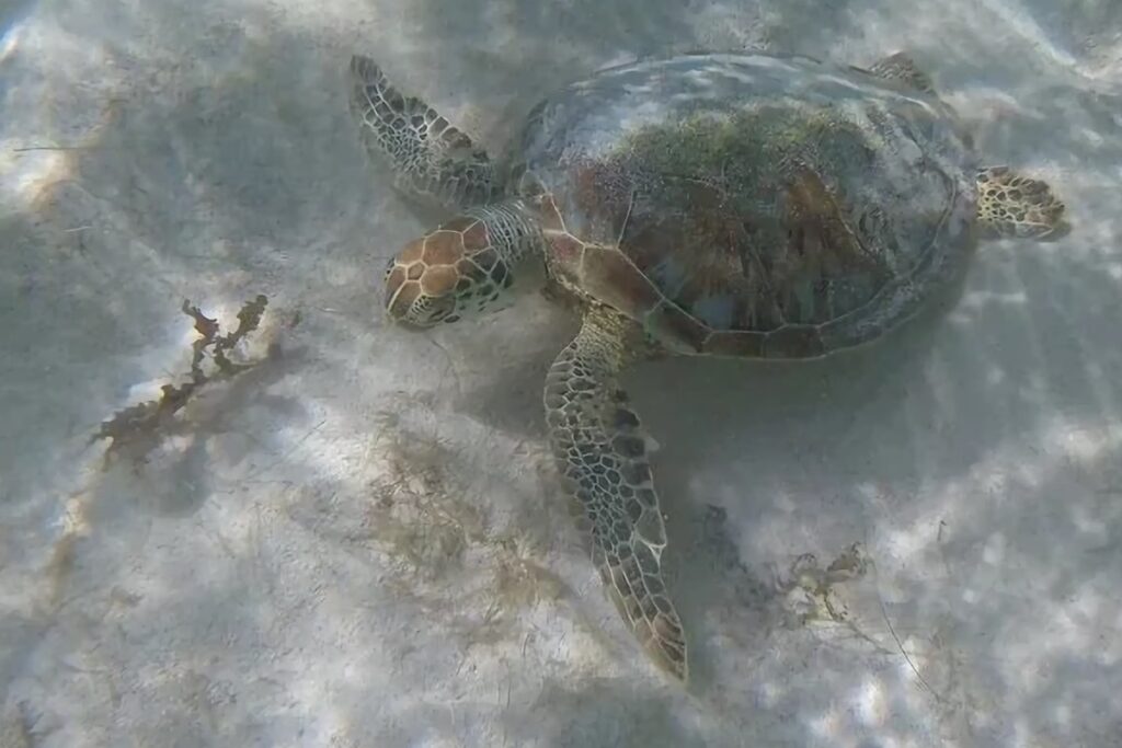 tortue à Petite Terre