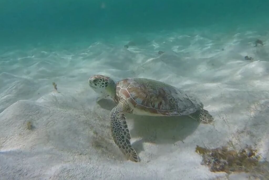 tortue à Petite Terre