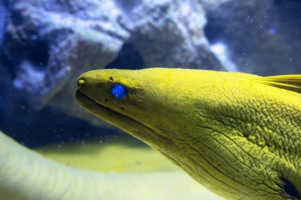 murène à l'aquarium de la Guadeloupe