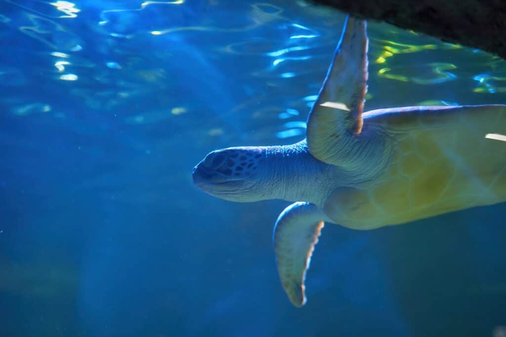 tortue à l'aquarium de la Guadeloupe