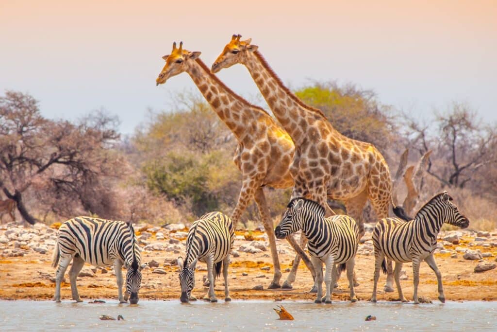 Parc national d'Etosha