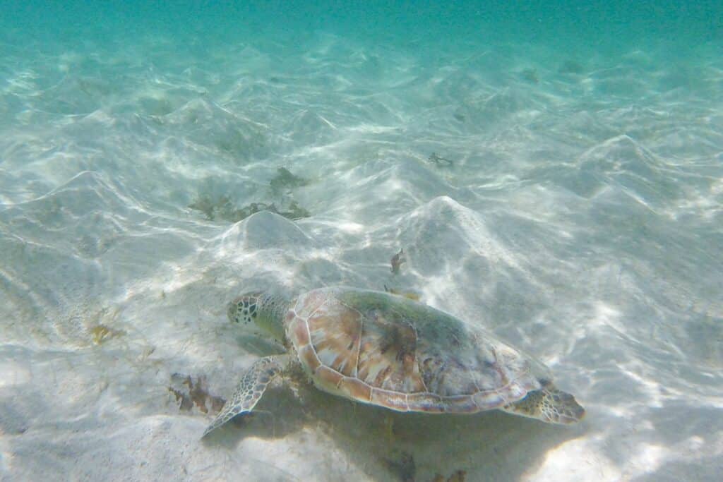 tortue marine