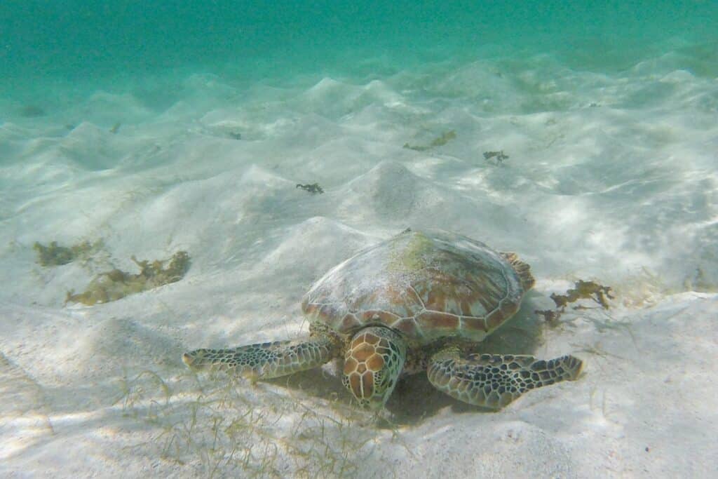 tortue à Petite Terre