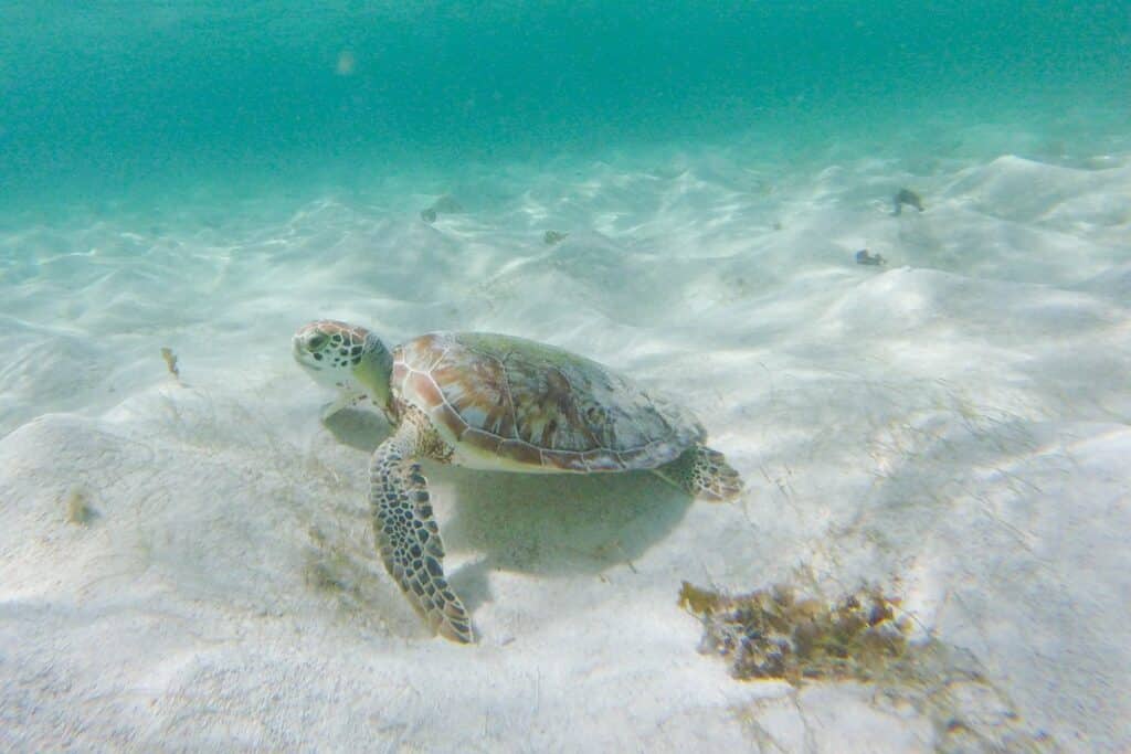 tortue à Petite Terre en Guadeloupe