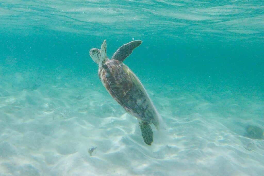 tortue à Petite Terre