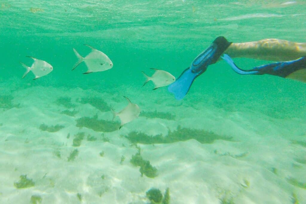 snorkeling à Petite Terre