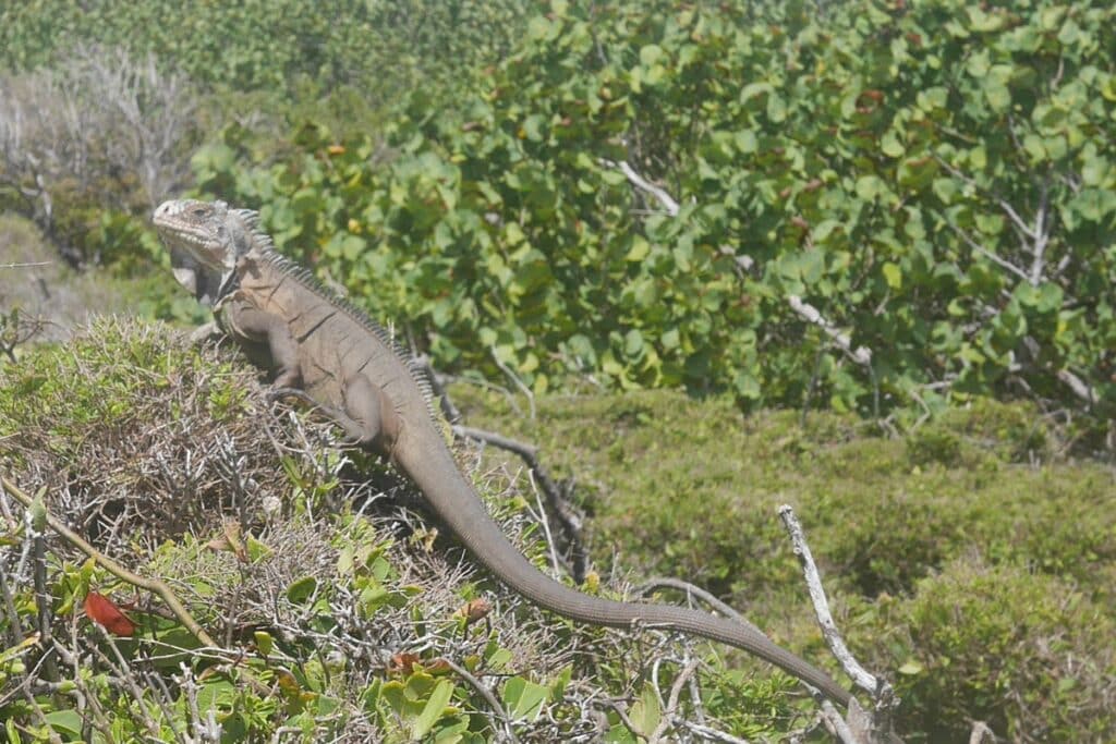 iguane des Antilles