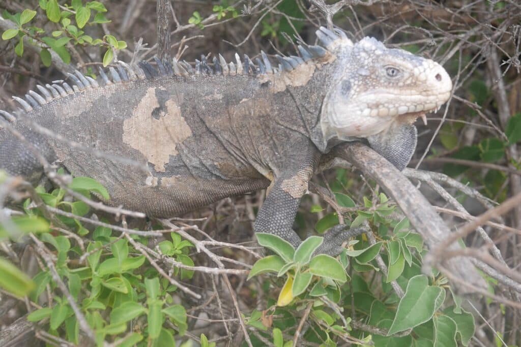 iguane antillais