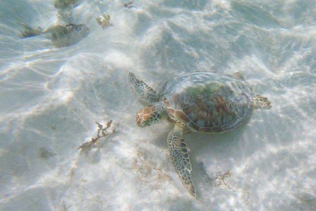 snorkeling tortue petite terre