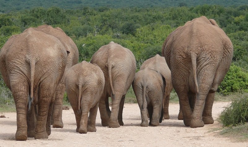 éléphants en Namibie