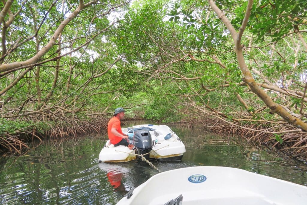 mangrove de grand cul de sac marin