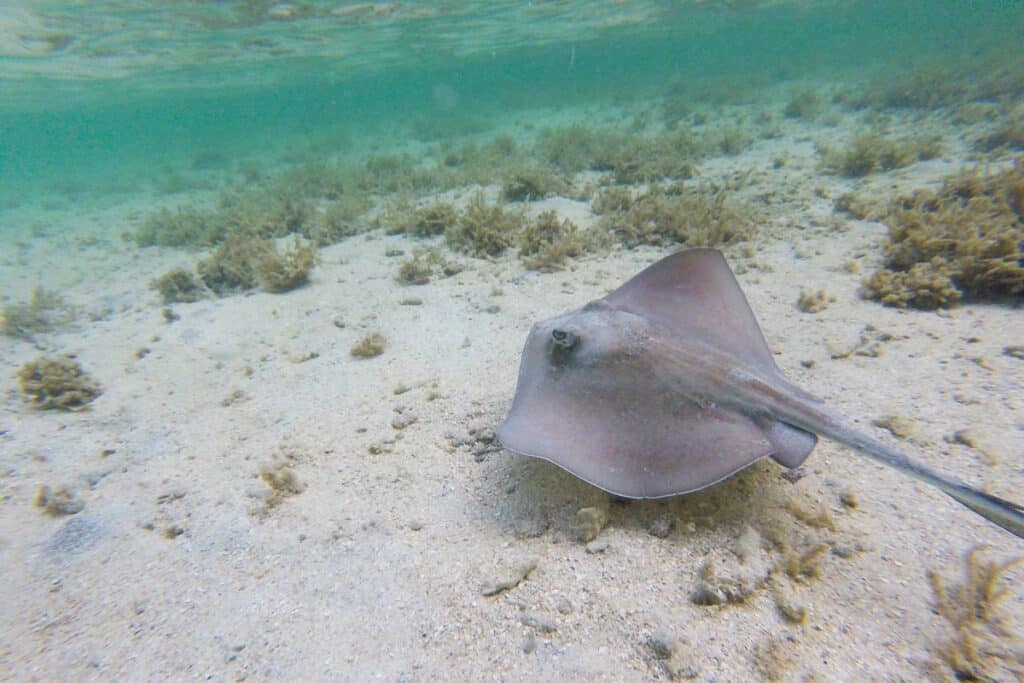 snorkeling ilet caret