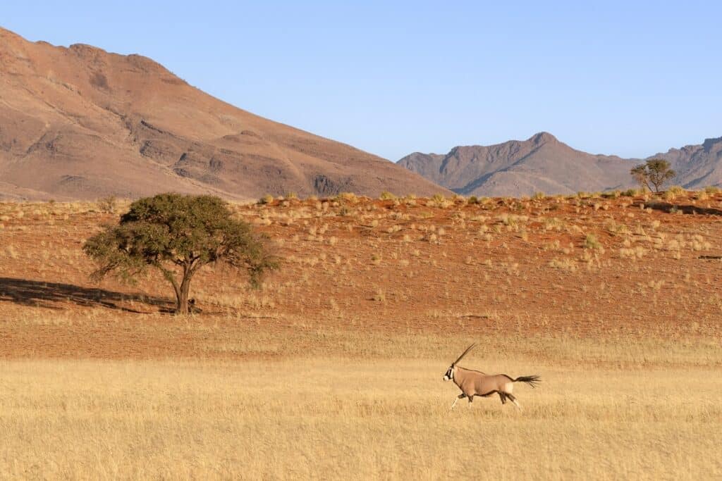 oryx à namibrand