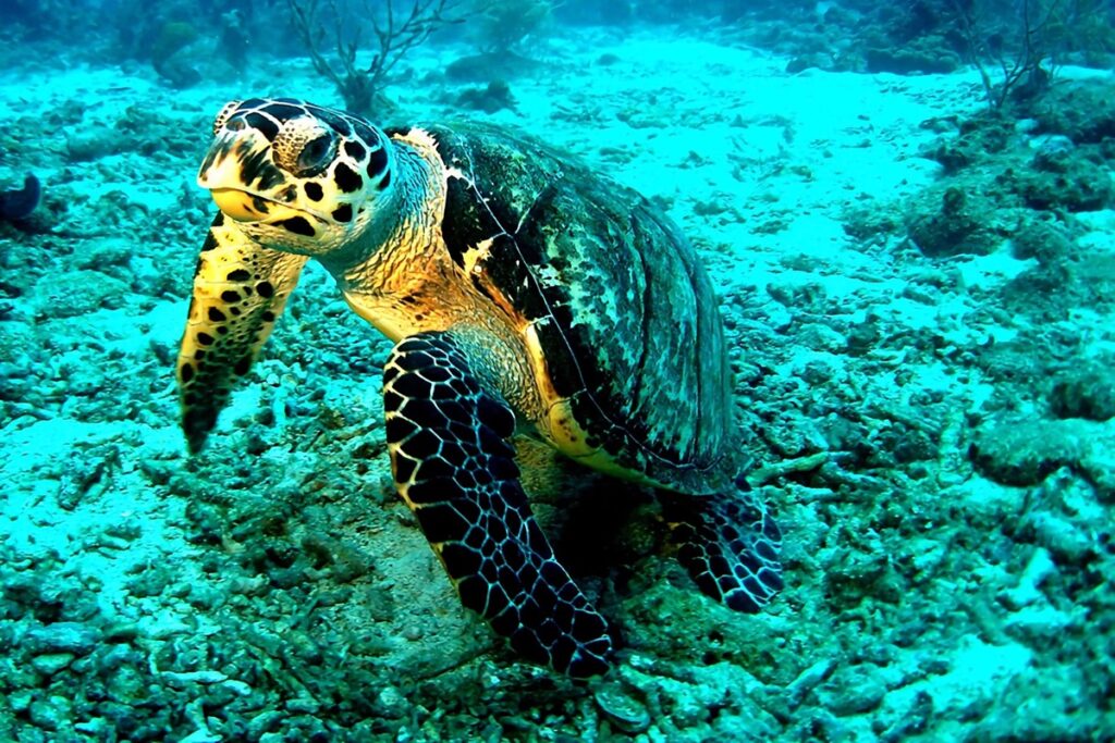 tortue snorkeling