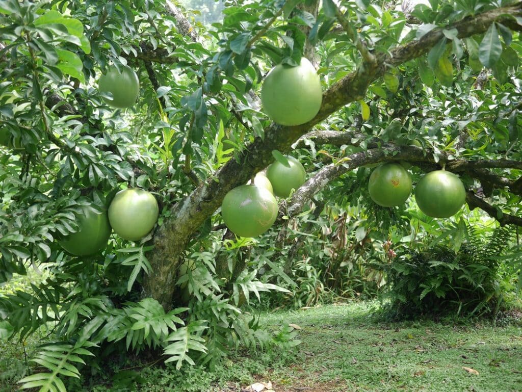 jardin de valombreuse