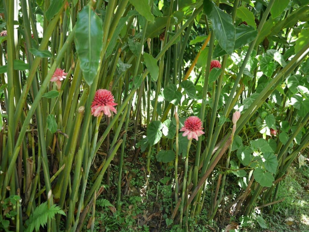 jardin de valombreuse