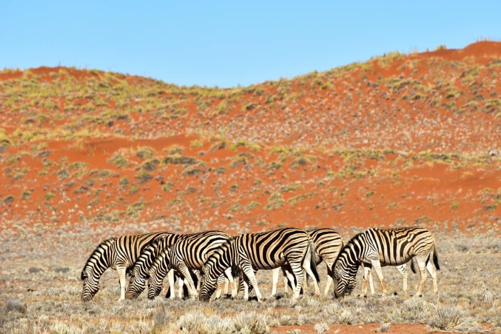 zèbres à Namibrand