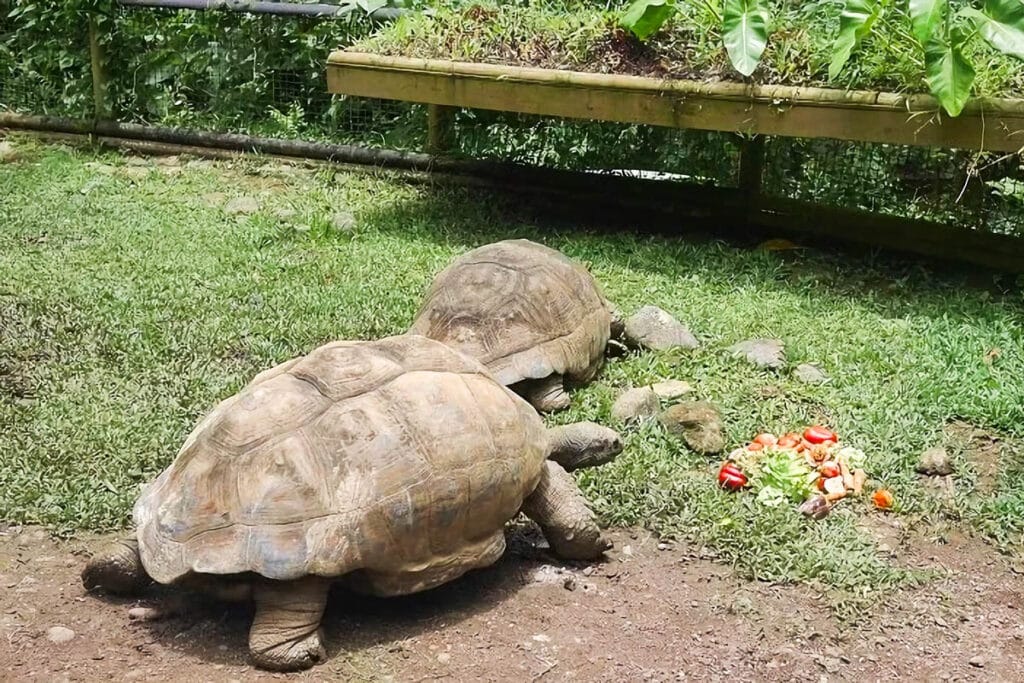 zoo de la guadeloupe