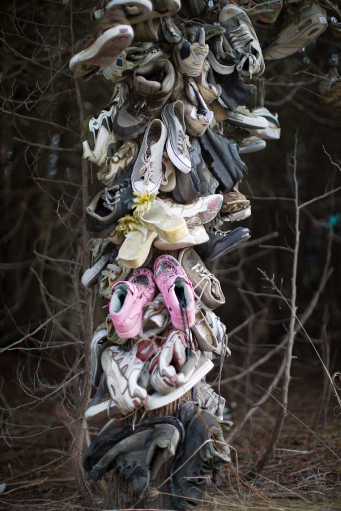 vieilles chaussures sur un arbre