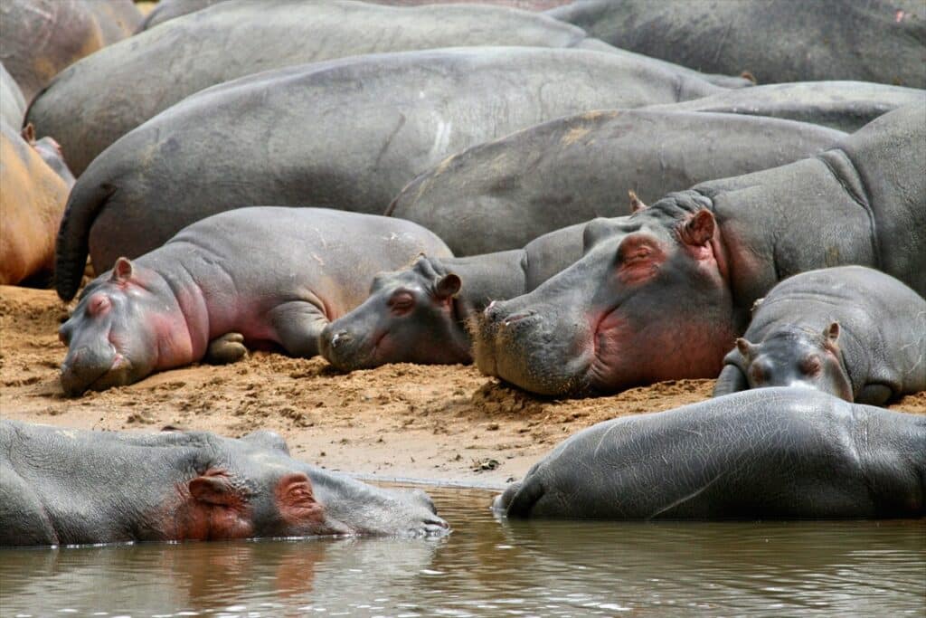 hippopotames à Katavi