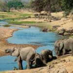parc national de Ruaha