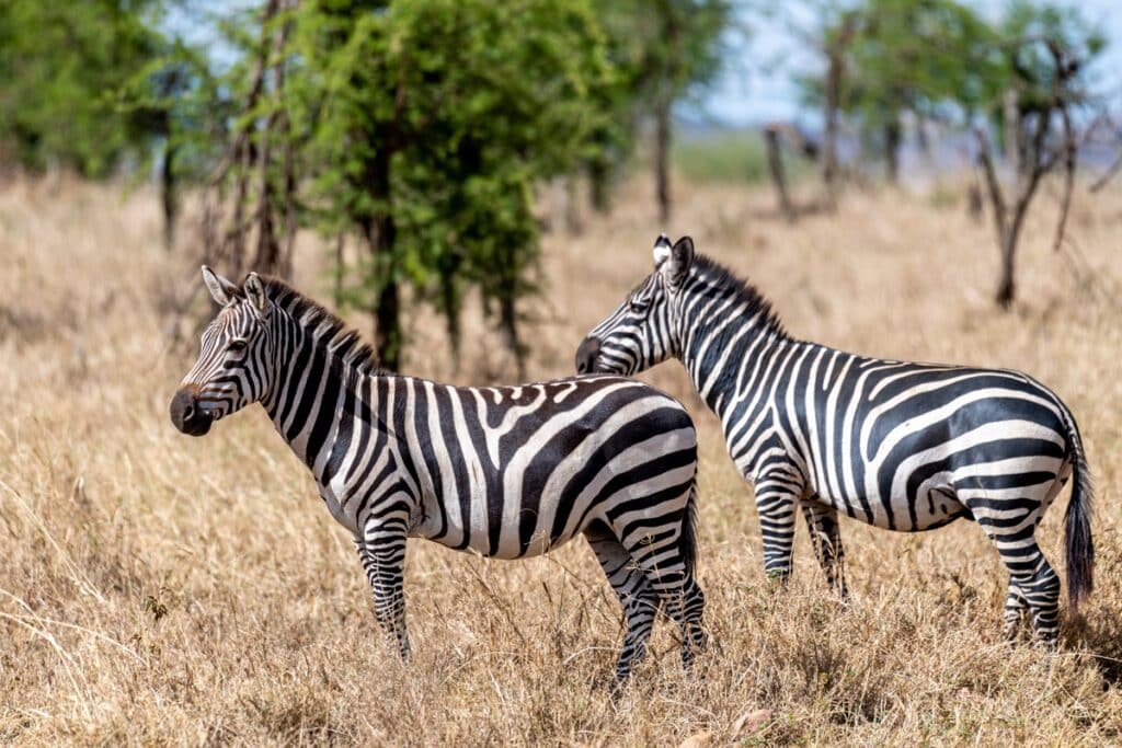 parc national du Serengeti