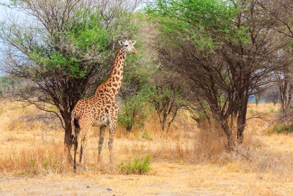 girafe au parc de Tarangire