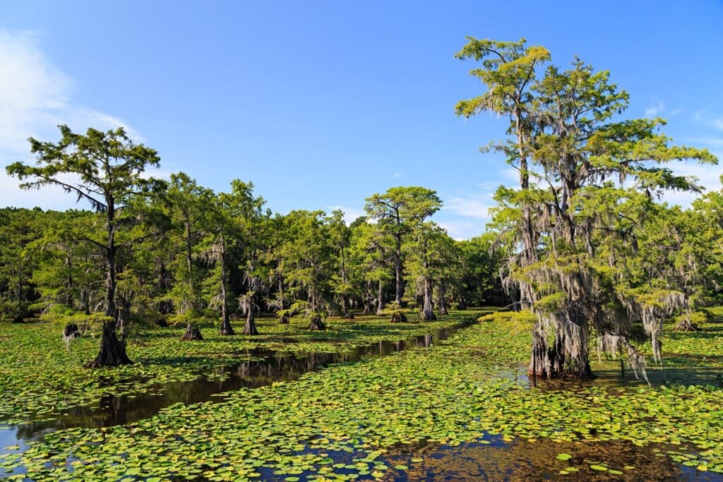 forêt submergée