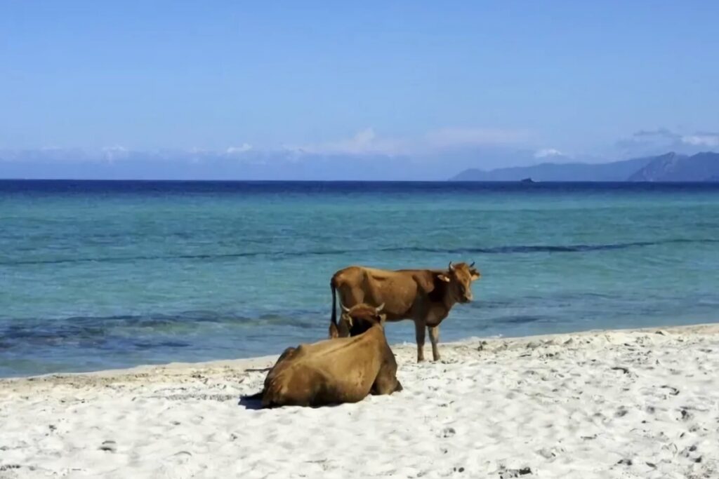 vaches sur la plage de Saleccia