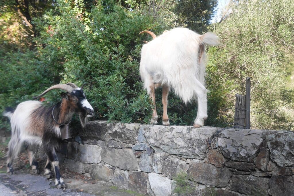 chèvres sur le bord de la route