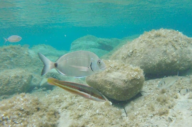 poissons iles lavezzi