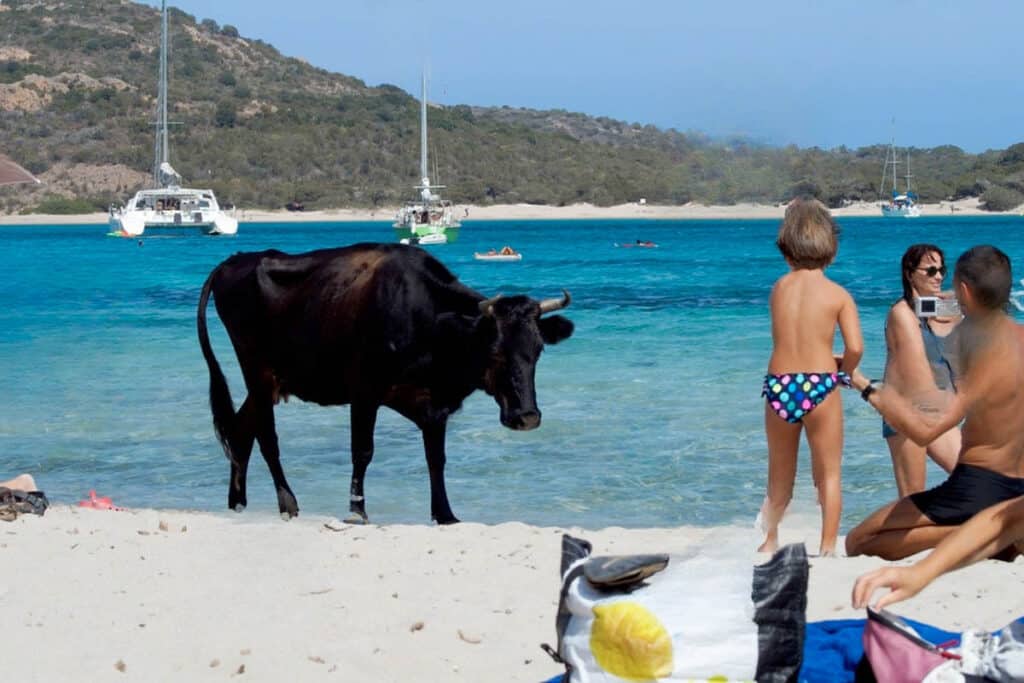 vache sur la plage de la Rondinara