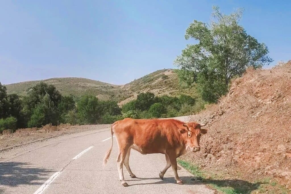 vache sur une route en corse
