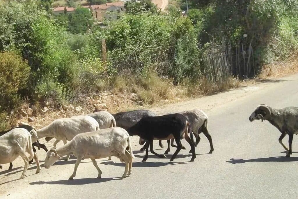 chèvres sur une route en Corse