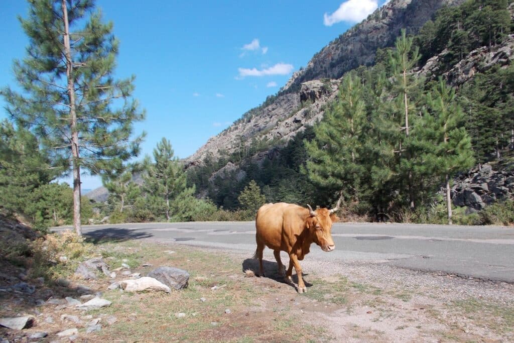 vache sur la route de la Restonica