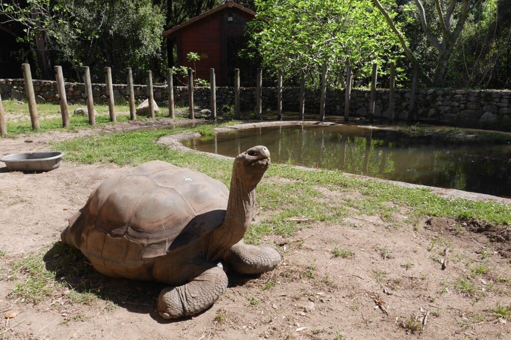 la cité des tortues